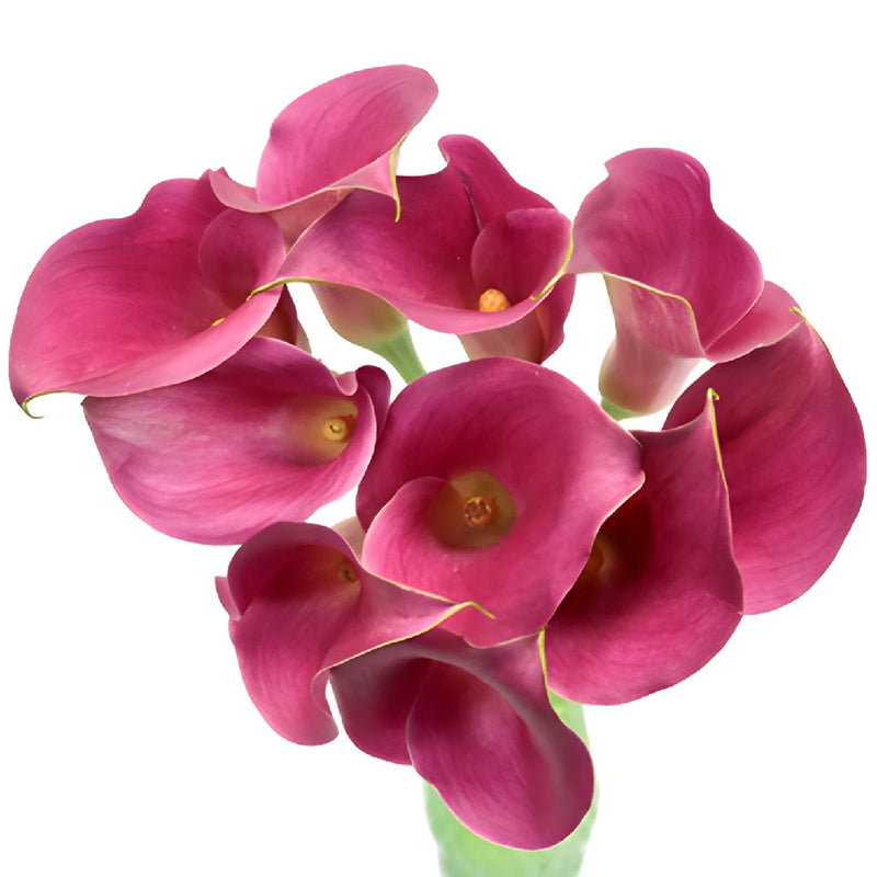 Magenta Mini Calla Lily Flower