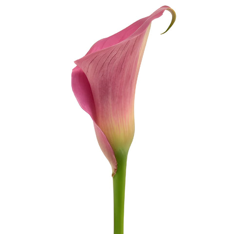 Magenta Mini Calla Lily Flower