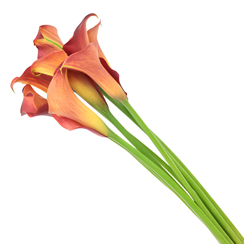 Sunset Orange Mini Calla Lily Flower