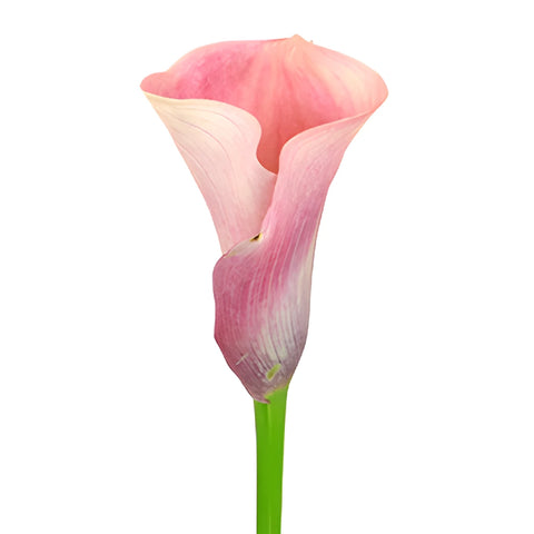 Peachy Pink Mini Calla Lily Flower