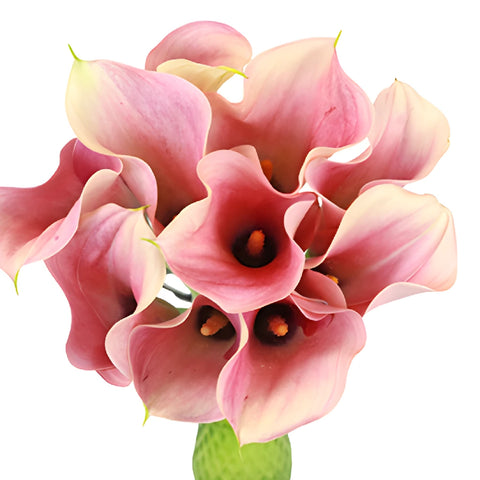 Peachy Pink Mini Calla Lily Flower