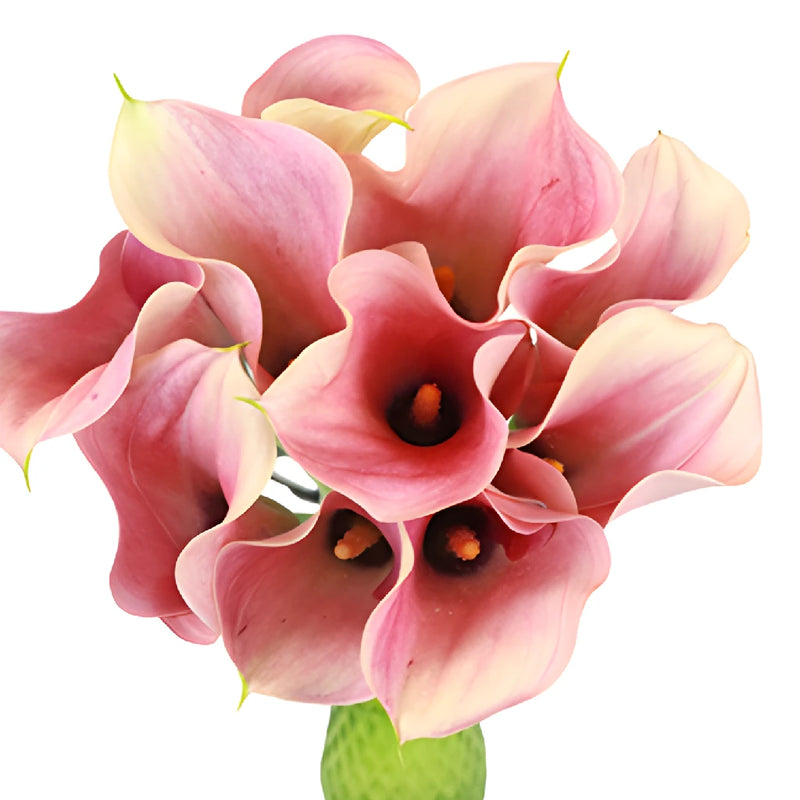 Peachy Pink Mini Calla Lily Flower