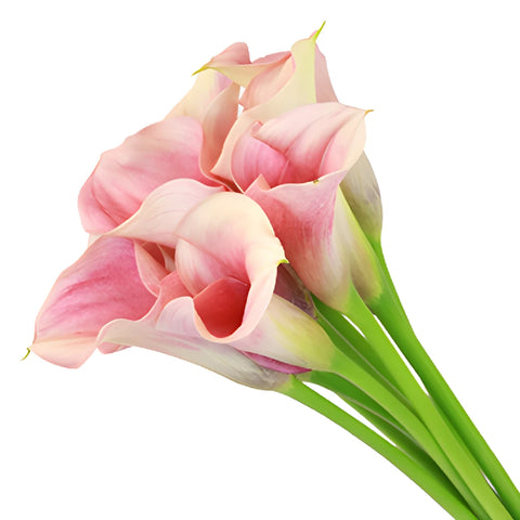 Peachy Pink Mini Calla Lily Flower