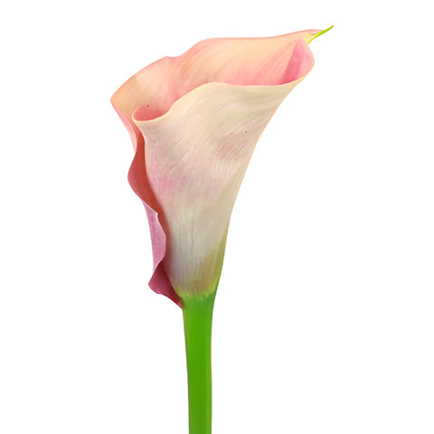 Peachy Pink Mini Calla Lily Flower
