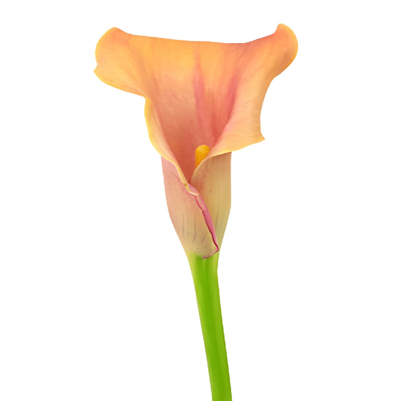 Hot Shot Orange Mini Calla Lily Flower