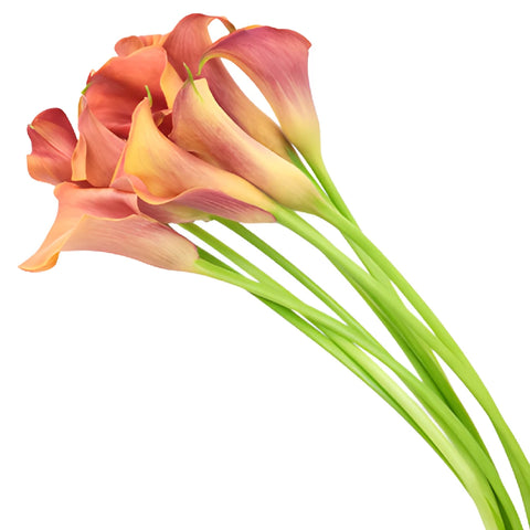 Hot Shot Orange Mini Calla Lily Flower