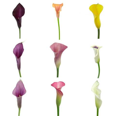 Mini Calla Lilies Mixed Varieties