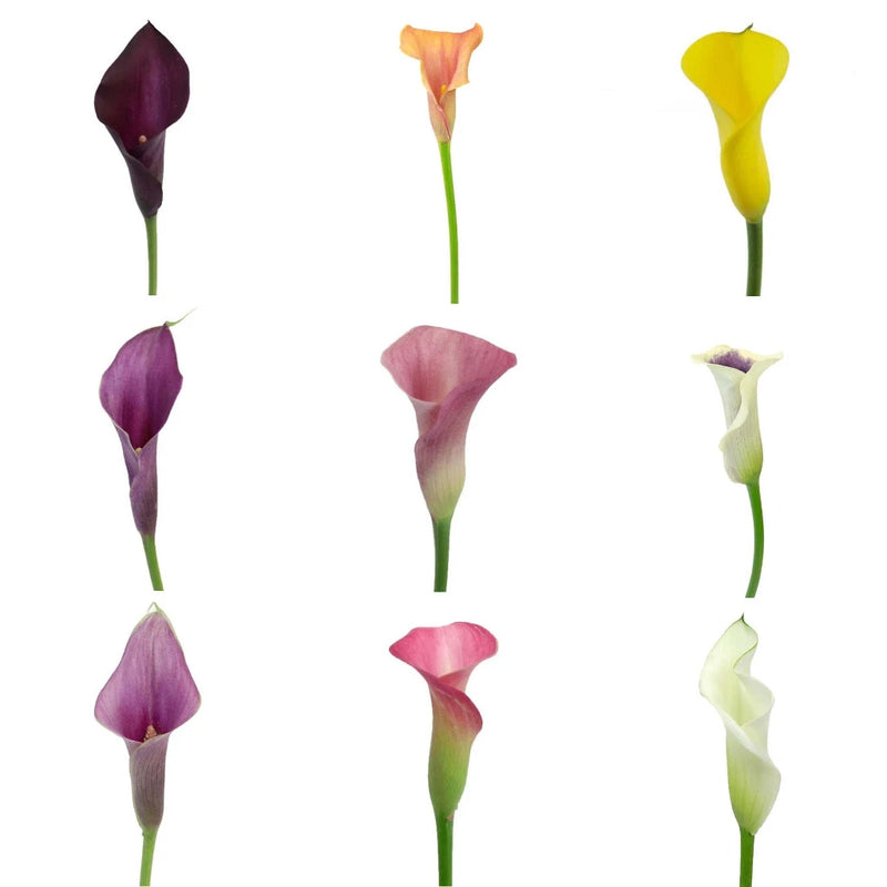 Mini Calla Lilies Mixed Varieties