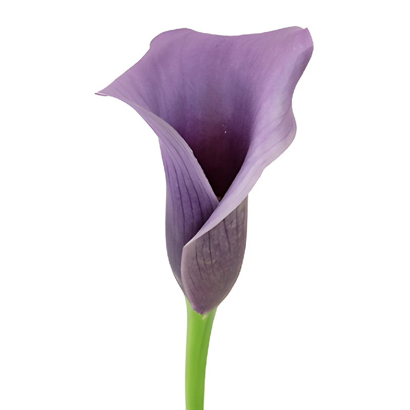 Vintage Purple Mini Calla Lily Flower