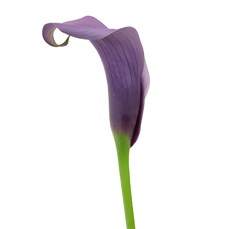 Vintage Purple Mini Calla Lily Flower