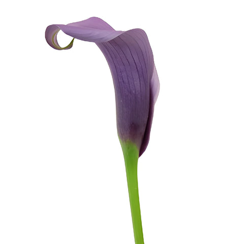 Vintage Purple Mini Calla Lily Flower