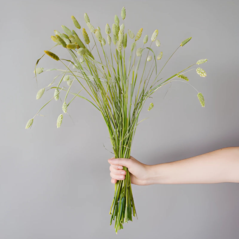 Fresh cut greens canary wholesale bulk green grass filler flowers