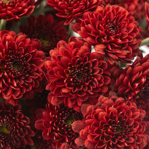 Cancun Mini Button Pom Red Flower Close Up - Image