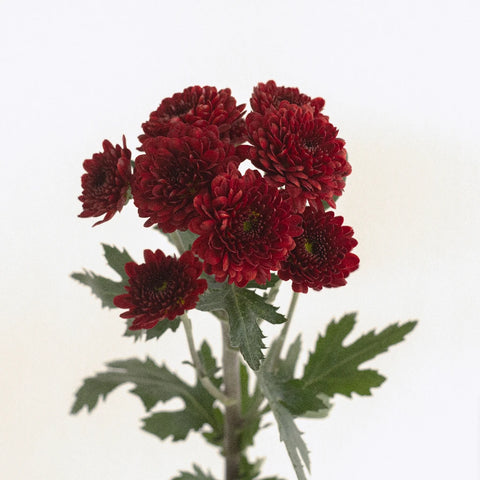 Cancun Mini Button Pom Red Flower Stem - Image