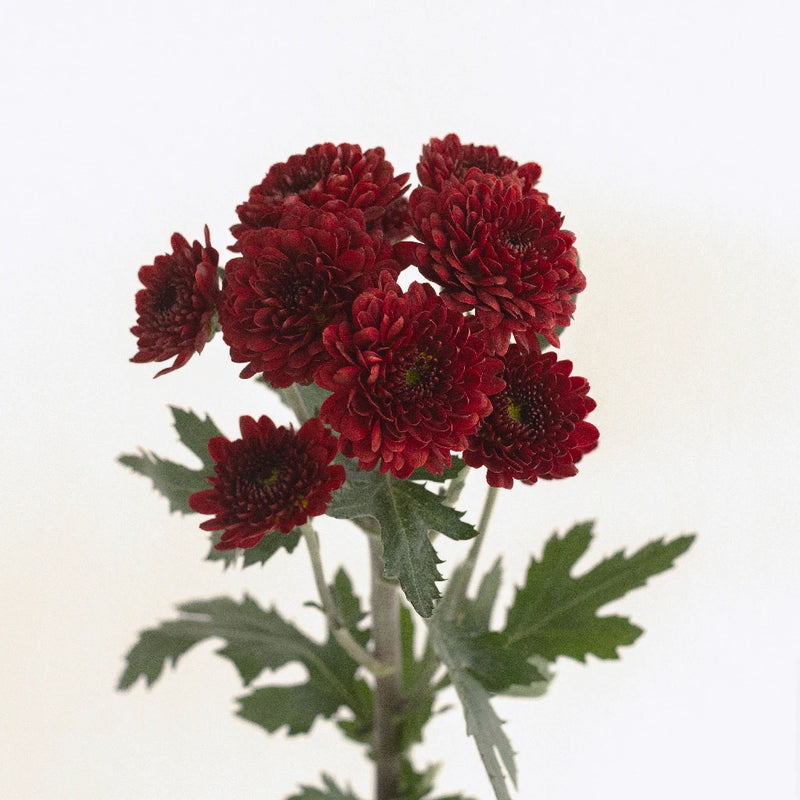 Cancun Mini Button Pom Red Flower Stem - Image