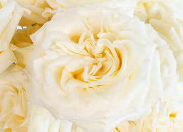 Candlelight Cream Roses Close Up - Image