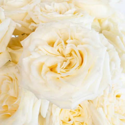 Candlelight Cream Roses Close Up - Image
