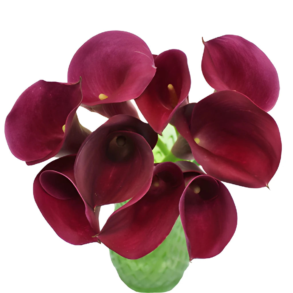 Purpleberry Mini Calla Lily Flower