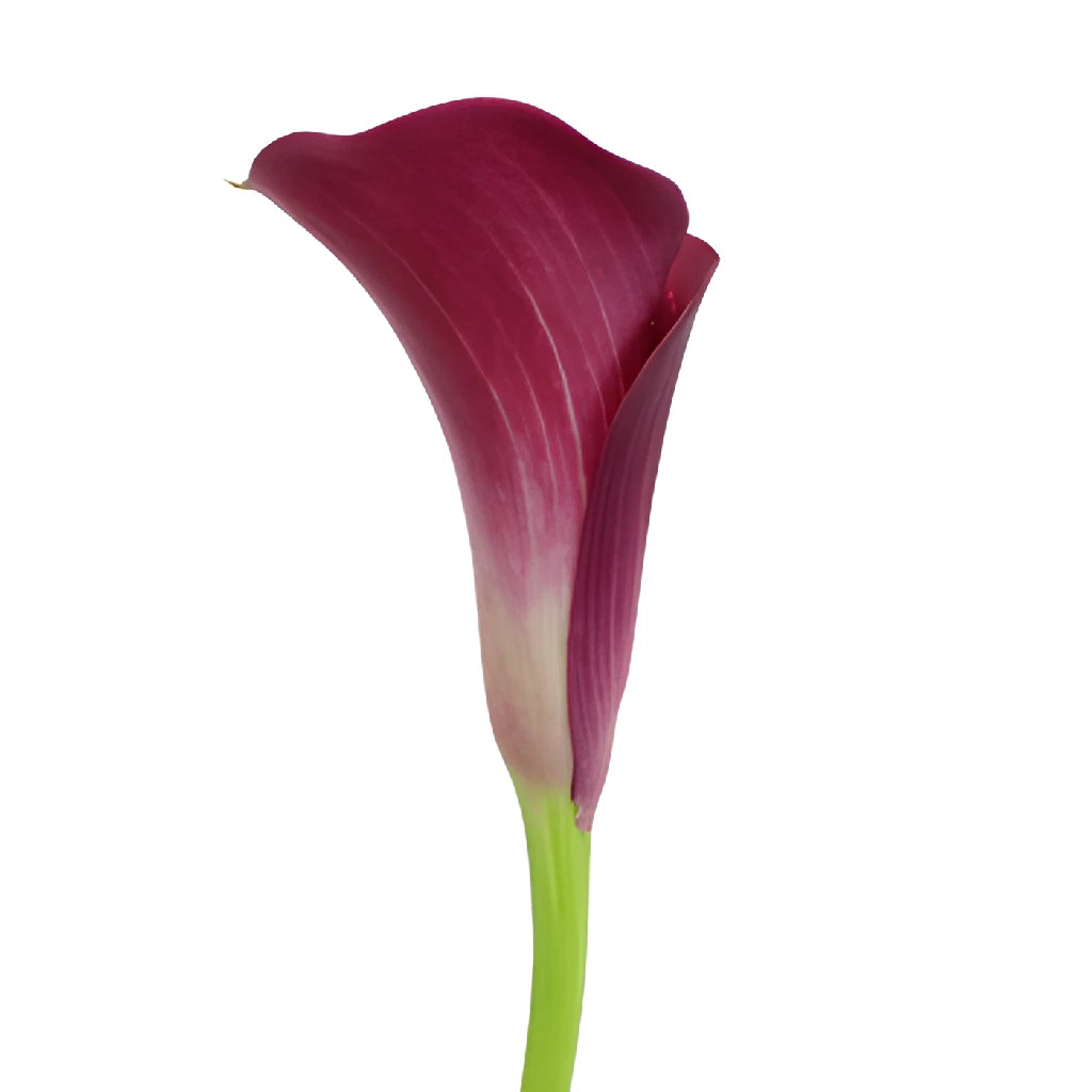 Purpleberry Mini Calla Lily Flower - Thumbnail 2