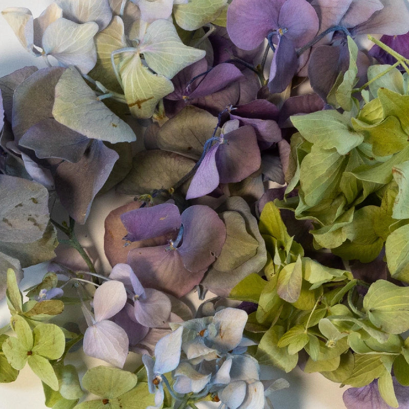 Candy Hydrangea Dried Petals Close Up - Image