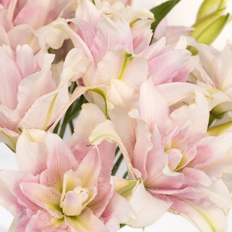 Candy Ice Double Bloom Lily Close Up - Image