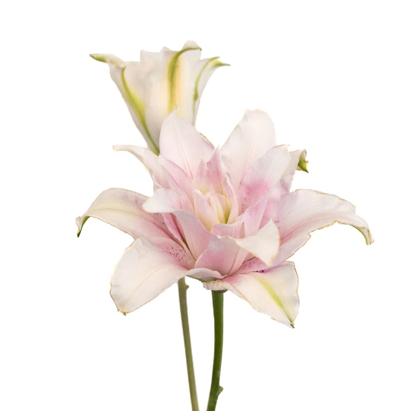 Candy Ice Double Bloom Lily Stem - Image