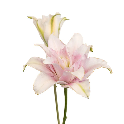 Candy Ice Double Bloom Lily Stem - Image