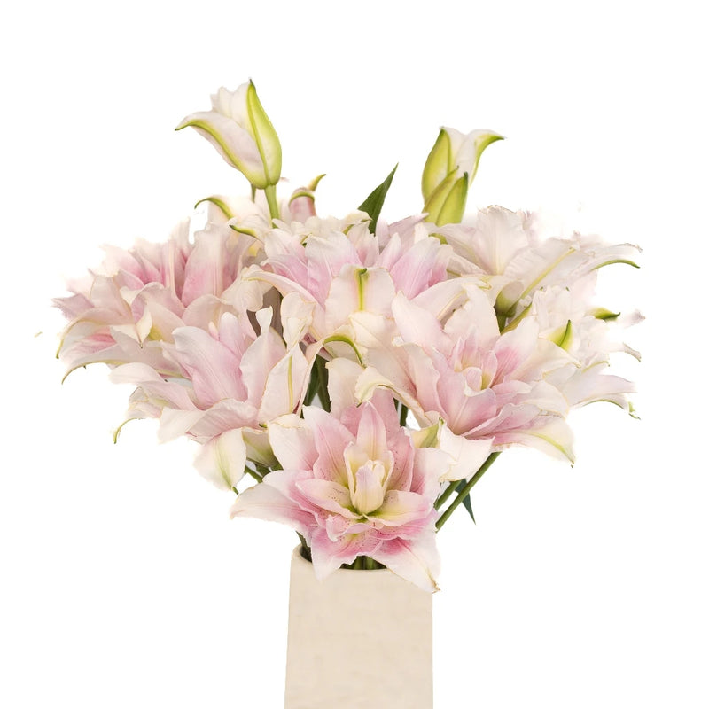Candy Ice Double Bloom Lily Vase - Image