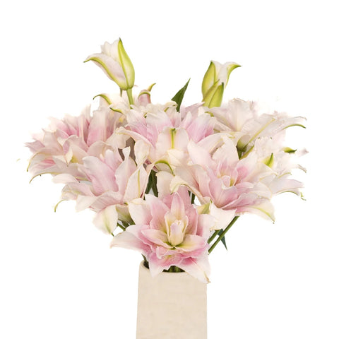 Candy Ice Double Bloom Lily Vase - Image