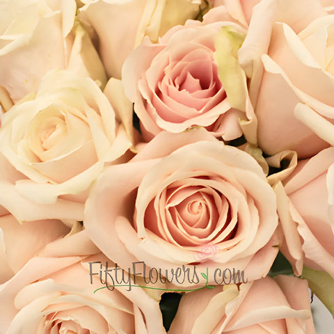 Creamy Pink Candy Bianca Rose