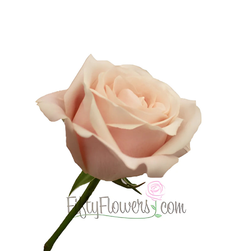 Creamy Pink Candy Bianca Rose