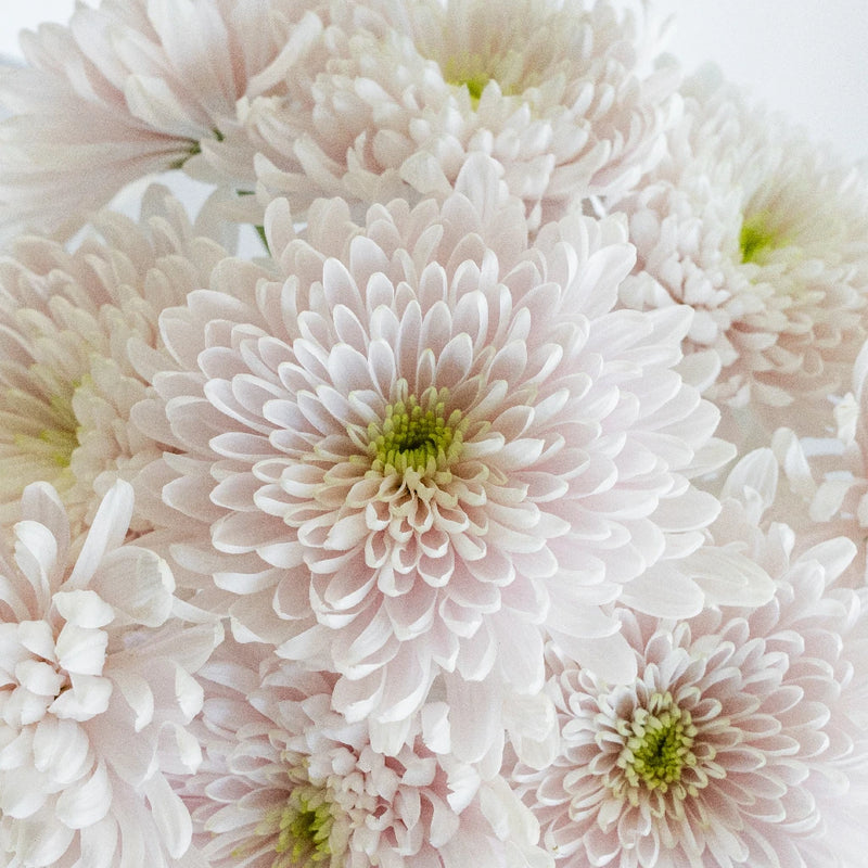 Candyfloss Close Up - Image