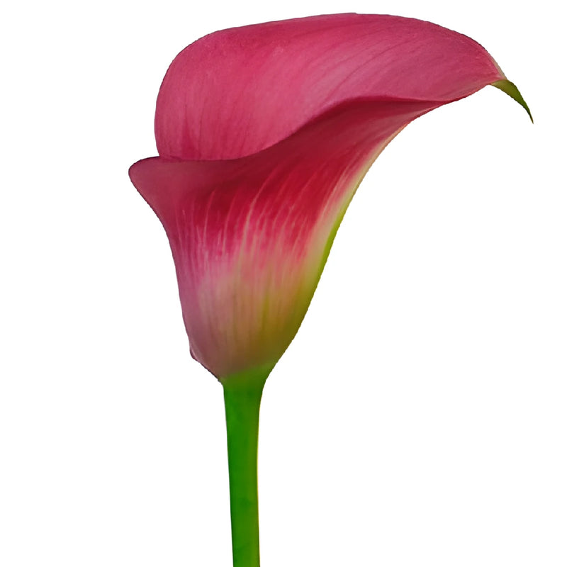 Dark Pink Mini Calla Lily Flower