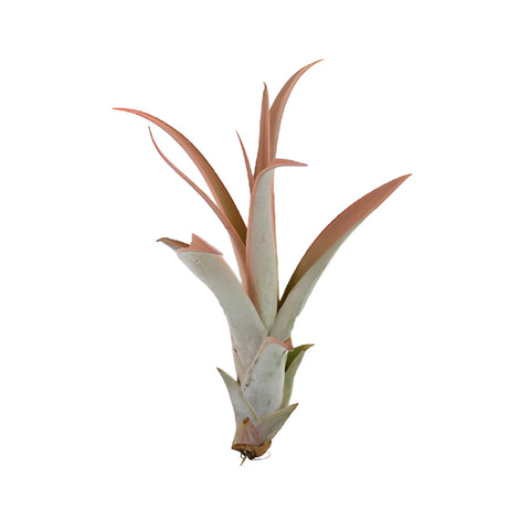 Tinted Peach Capitata Air Plants