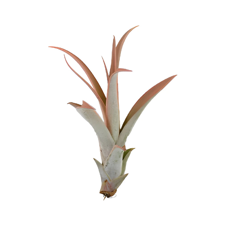 Tinted Peach Capitata Air Plants