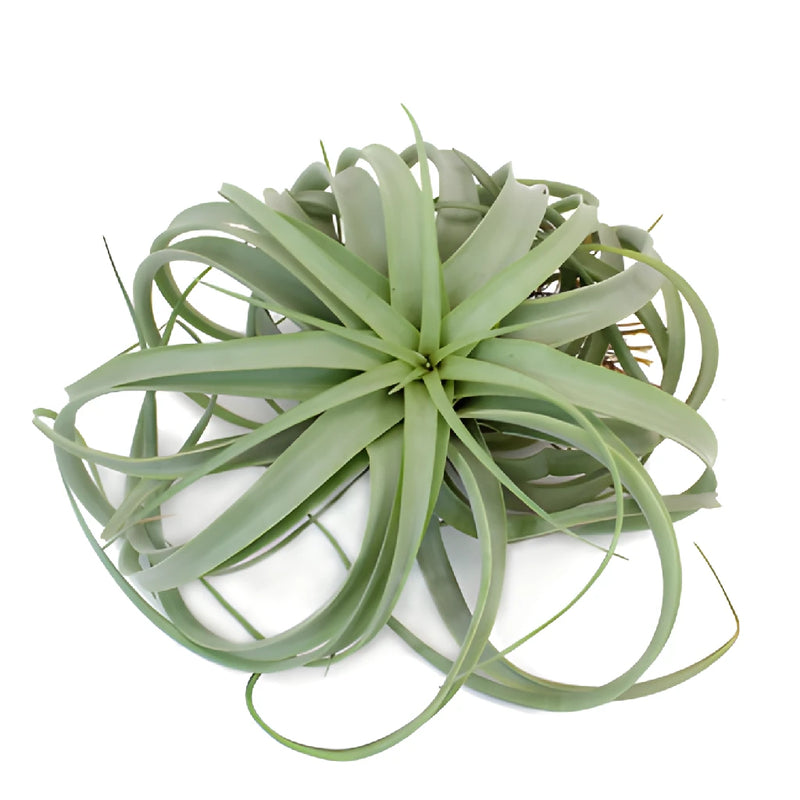 Giant Green Xerographica Air Plants