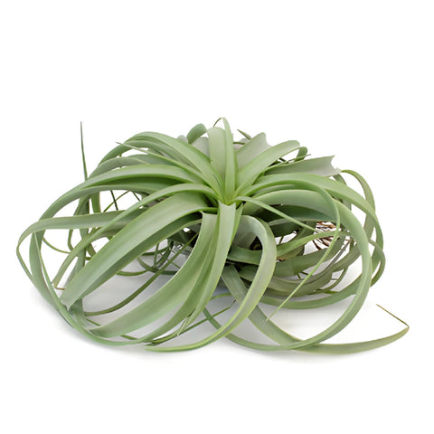 Giant Green Xerographica Air Plants