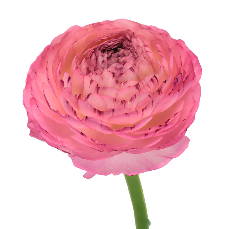 Bridal Blush Ranunculus Fresh Cut Flower