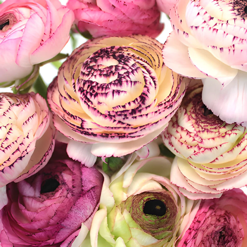 Bridal Blush Ranunculus Fresh Cut Flower