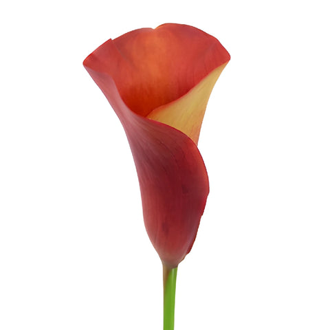 Sunset Orange Mini Calla Lily Flower