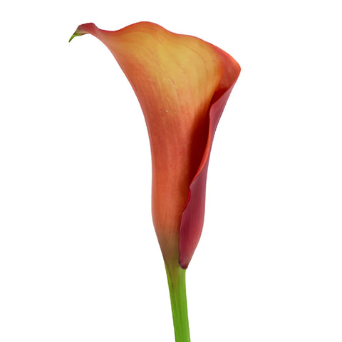 Sunset Orange Mini Calla Lily Flower