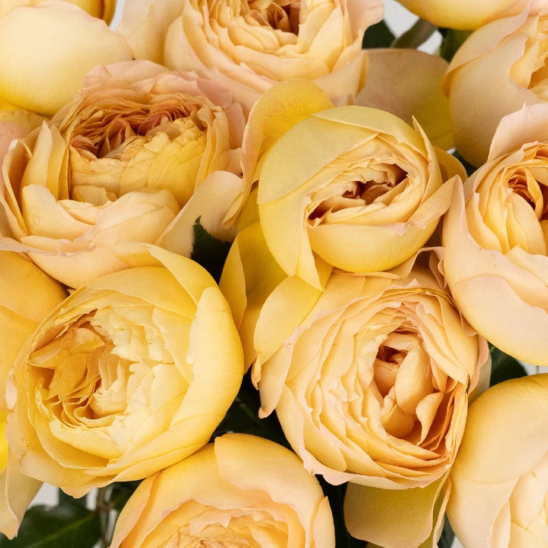 Caramel Antique Garden Rose Close Up - Image