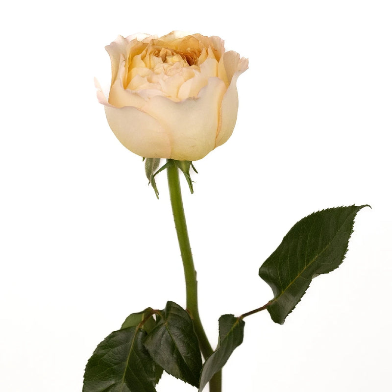 Caramel Antique Garden Rose Stem - Image