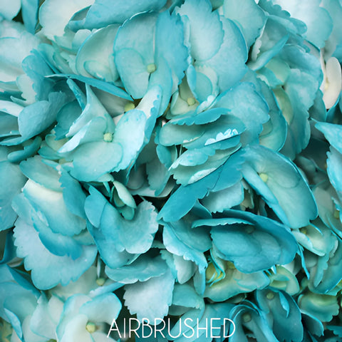 Caribbean Blue Tinted Hydrangea Flower