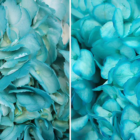 Caribbean Blue Tinted Hydrangea Flower