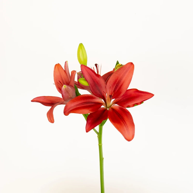 Carmina Red Hybrid Lily Stem - Image