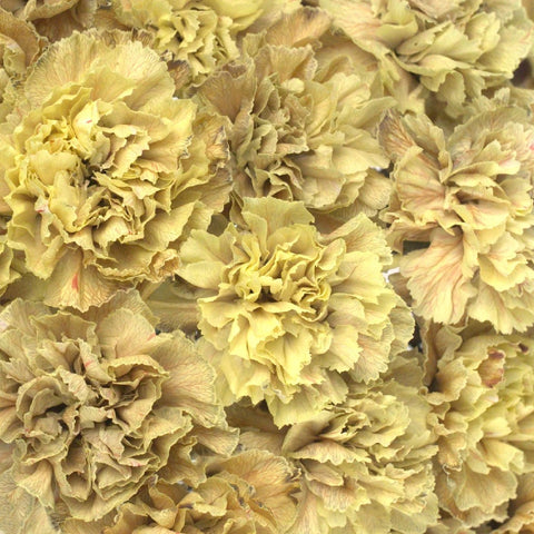 Carnation Flowers In Bulk Antique Peach Close Up - Image