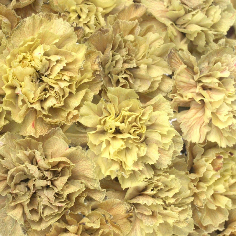 Carnation Flowers In Bulk Antique Peach Close Up - Image