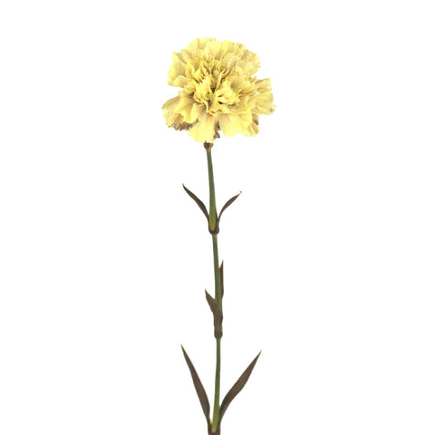 Carnation Flowers In Bulk Antique Peach Stem - Image