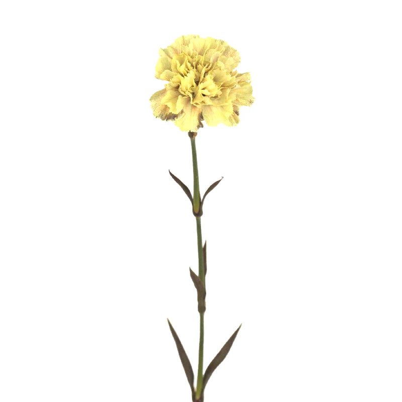 Carnation Flowers In Bulk Antique Peach Stem - Image